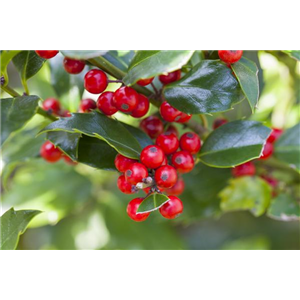 Pflanze des Monats Dezember: Stechpalme
