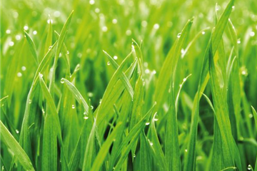 GRüNER TEPPICH! GRüNER TEPPICH!