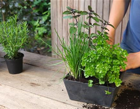 Kräutertopf - Bepflanzen