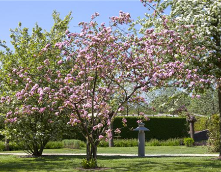 OBSTGEHöLZE RICHTIG SCHNEIDEN