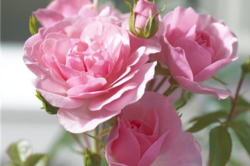 ROMANTIK PUR! ROMANTIK PUR!