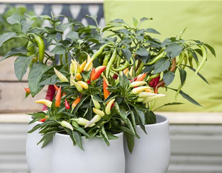 EIN NASCHGARTEN AUF DEM BALKON