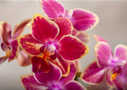 ORCHIDEEN - DIE KöNIGIN DER ZIMMERPFLANZEN