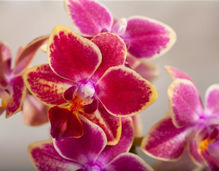 ORCHIDEEN - DIE KöNIGIN DER ZIMMERPFLANZEN