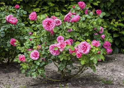 DER OKTOBER - PFLANZZEIT FÜR ROSEN