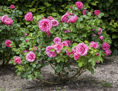 DER OKTOBER - PFLANZZEIT FÜR ROSEN