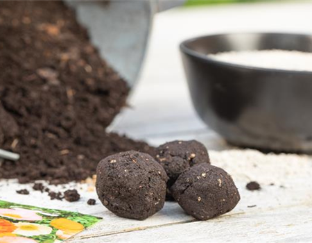 SAMENBOMBEN - BLüHENDE üBERRASCHUNG IM GARTEN