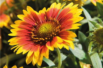 DAUERHAFT SCHöN! DAUERHAFT SCHöN!