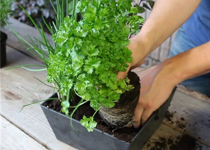 KRäUTERTOPF BEPFLANZEN