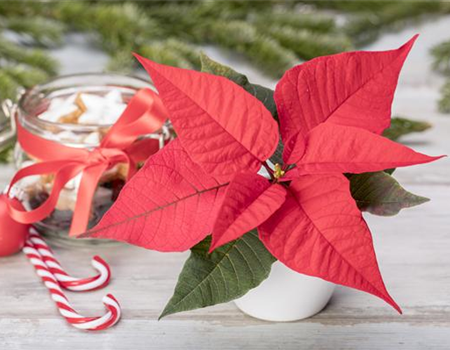 ZIMMERPFLANZEN ZU WEIHNACHTEN