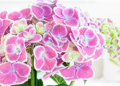 DIE BELIEBTESTEN ZIMMERPFLANZEN