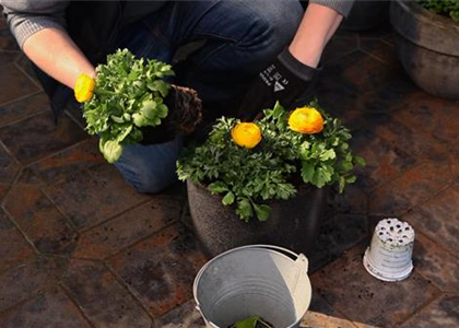 RANUNKELN - EINPFLANZEN IN EIN GEFäSS