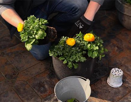 RANUNKELN - EINPFLANZEN IN EIN GEFäSS