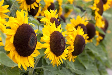 DIE TOP 8 DER HERBSTBLUMEN DIE TOP 8 DER HERBSTBLUMEN