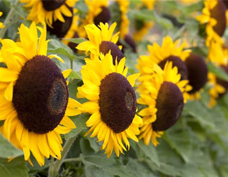 DIE TOP 8 DER HERBSTBLUMEN