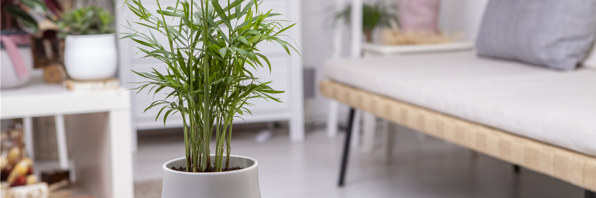 Chamaedorea elegans Chamaedorea elegans