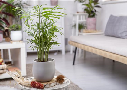 ZIMMERPFLANZENPFLEGE IM URLAUB?