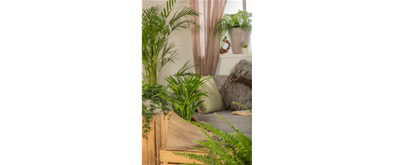 ZIMMERPFLANZENPFLEGE IM URLAUB? ZIMMERPFLANZENPFLEGE IM URLAUB?