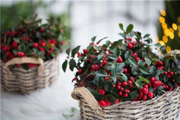 DIE SCHEINBEERE DIE SCHEINBEERE