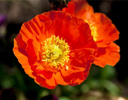 DIE TOP 8 DER SOMMERBLUMEN