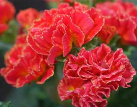 PRIMELN - EINPFLANZEN IM GARTEN