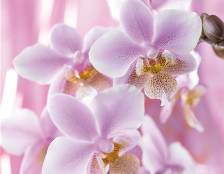 DIE TOP 8 DER WINTERBLUMEN