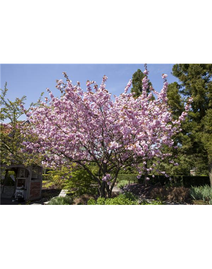 FRüHBLüHENDE GEHöLZE - DIE VORBOTEN DES FRüHLINGS