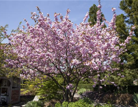 FRüHBLüHENDE GEHöLZE - DIE VORBOTEN DES FRüHLINGS
