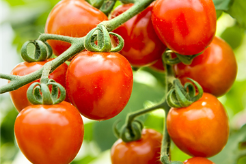 WIE GEHT... TOMATEN PFLEGEN? WIE GEHT... TOMATEN PFLEGEN?