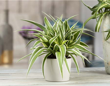 DIE GRüNLILIE - DAS GENIE UNTER DEN ZIMMERPFLANZEN