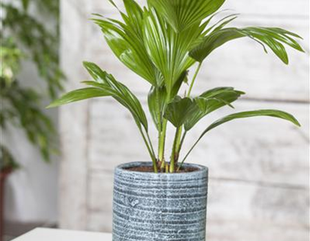 PALMEN FüR DIE WOHNUNG