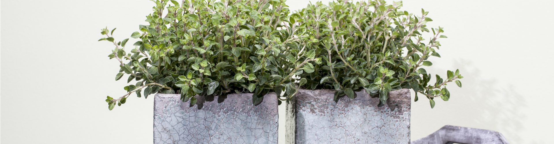Origanum vulgare