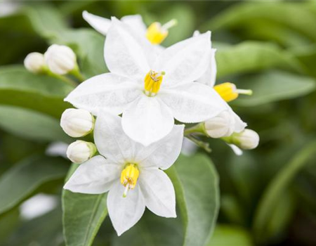 DER SOMMERJASMIN!