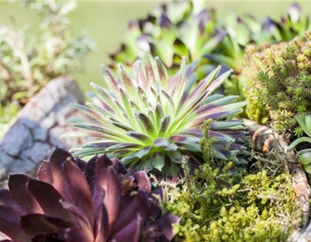 DAS SEMPERVIVUM!