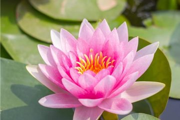 WASSERGARTEN! WASSERGARTEN!