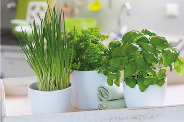 WIE GEHT... KüCHENKRäUTER WIE GEHT... KüCHENKRäUTER