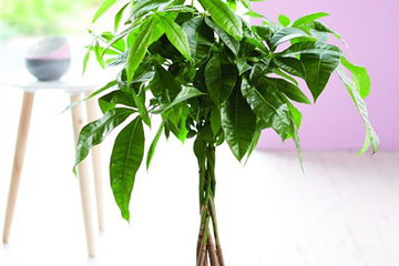 LEBE GRüNER! LEBE GRüNER!