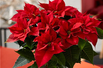 WIE GEHT... WEIHNACHTSSTERN PFLEGEN? WIE GEHT... WEIHNACHTSSTERN PFLEGEN?