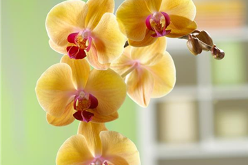 WIE GEHT... MALAYENBLUME PFLEGEN? WIE GEHT... MALAYENBLUME PFLEGEN?