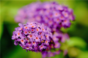 Sommerflieder