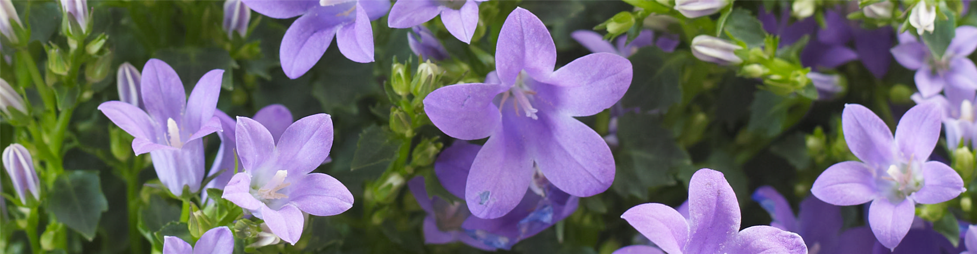 GLOCKENBLUME
