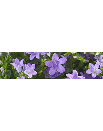 GLOCKENBLUME