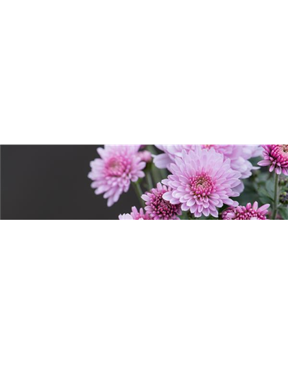 CHRYSANTHEME