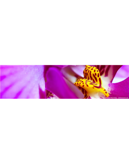 Pflanze des Monats Januar: Orchidee