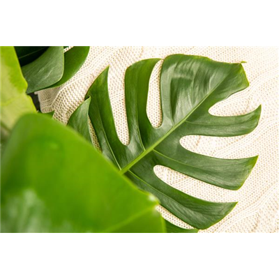 Zimmerpflanzen Zimmerpflanzen