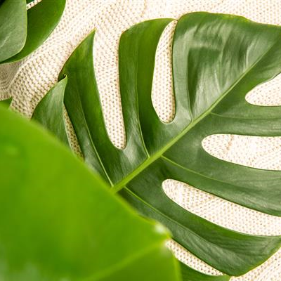 Zimmerpflanzen Zimmerpflanzen