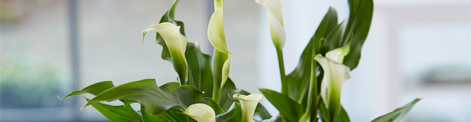 Calla