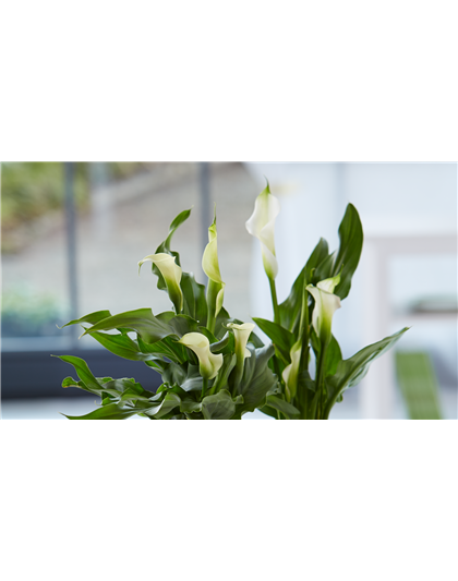 Calla