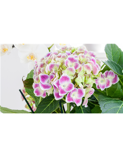 PFLANZE DES MONATS MÄRZ: ZIMMER-HORTENSIE