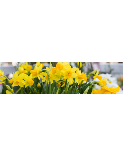 PFLANZE DES MONATS FEBRUAR: NARZISSE